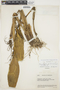 Stelis velaticaulis (Rchb. f.) Pridgeon & M. W. Chase, VENEZUELA, J. A. Steyermark 62717, F