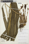 Sudamerlycaste ciliata (Ruíz & Pav.) Archila, PERU, Ken Young 440, F