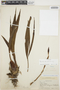 Sudamerlycaste locusta (Rchb. f.) Archila, PERU, F. L. Herrera 1455, F