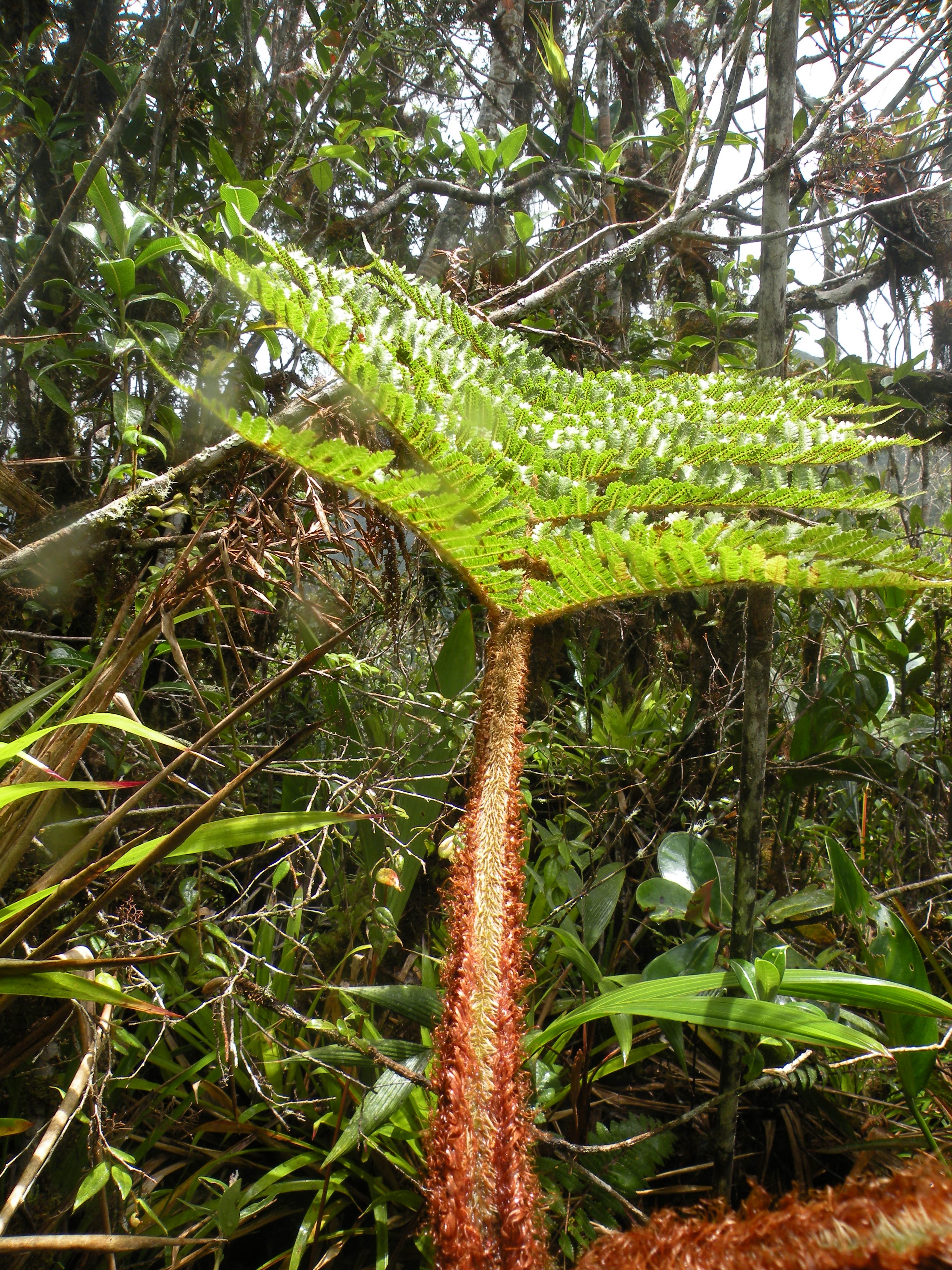 Cyathea | Fotos de Campo | The Field Museum