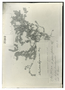 Field Museum photo negatives collection; Genève specimen of Atriplex sprucei Briq., ECUADOR, R. Spruce 5780, Type [status unknown], G