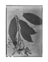 Field Museum photo negatives collection; Genève specimen of Nectandra matthewsii Meisn., PERU, A. Mathews 1431, Isolectotype, G