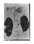 Field Museum photo negatives collection; Genève specimen of Laurus purpurea Ruíz & Pav., PERU, H. Ruíz L., Type [status unknown], G