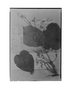 Field Museum photo negatives collection; Genève specimen of Clematis floribunda Triana & Planch., Colombia, J. J. Triana s.n., Syntype, G