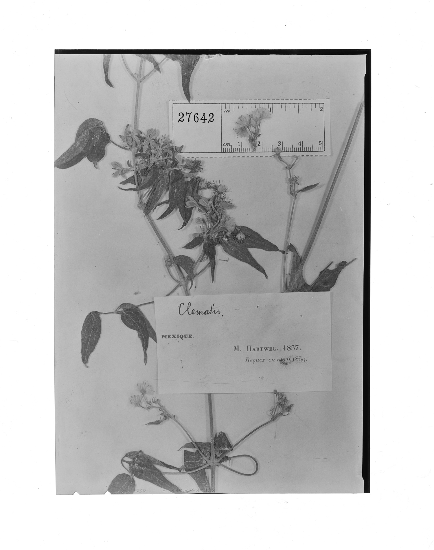 Clematis pubescens image