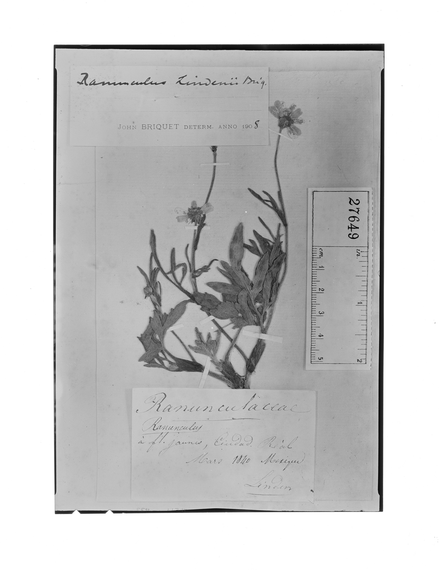 Ranunculus petiolaris var. arsenei image