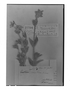 Field Museum photo negatives collection; Genève specimen of Cerastium caespitosum Triana & Planch., COLOMBIA, J. Goudot, Type [status unknown], G