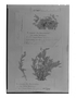 Field Museum photo negatives collection; Genève specimen of Cerastium candicans Wedd., ECUADOR, W. Jameson 267, Type [status unknown], G