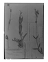 Field Museum photo negatives collection; Genève specimen of Cerastium venezuelanum Briq., VENEZUELA, N. Funck 1149, Type [status unknown], G