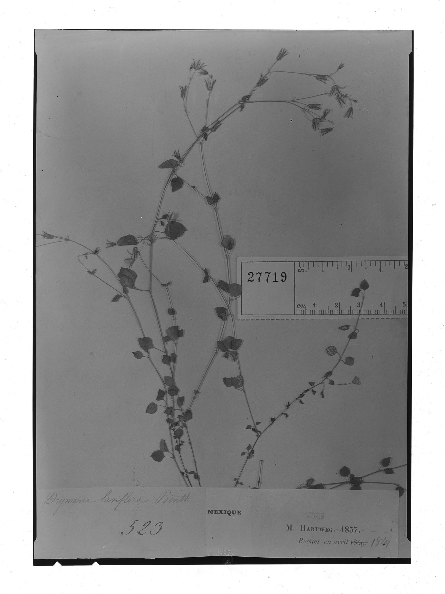 Drymaria laxiflora image