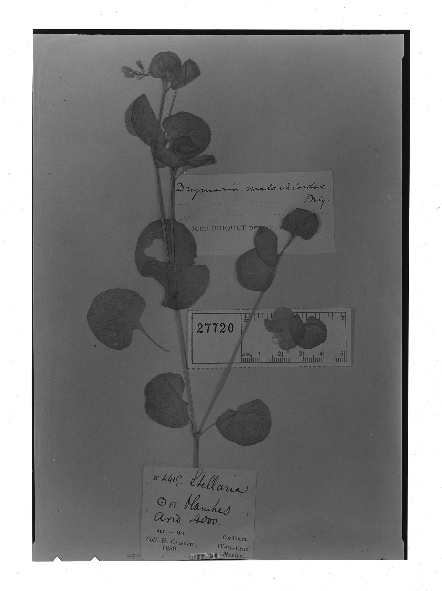 Drymaria malachioides image
