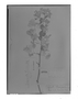 Field Museum photo negatives collection; Genève specimen of Bougainvillea peruviana Bonpl., PERU, A. J. A. Bonpland, Type [status unknown], G