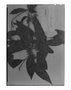Field Museum photo negatives collection; Genève specimen of Ruprechtia tenuiflora Benth., BRITISH GUIANA [Guyana], M. R.  Schomburgk 924, Isolectotype, G