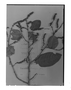 Field Museum photo negatives collection; Genève specimen of Coccoloba schomburgkii Meisn., GUYANA, R. H. Schomburgk 640, Type [status unknown], G