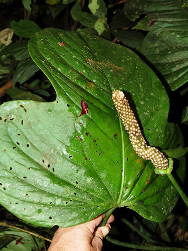 Anthurium | Live Plant Photos | The Field Museum