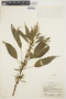 Amaranthus L., VENEZUELA, E. P. Killip 37736, F