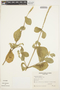Achyranthes aspera L., BOLIVIA, A. Krapovickas 35029, F