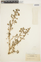 Amaranthus ascendens Loisel., PARAGUAY, É. Hassler 12341, F
