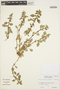 Amaranthus asplundii Thell., ECUADOR, E. Asplund 6120, F