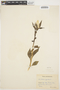 Celosia argentea L., COLOMBIA, K. von Sneidern 1139, F