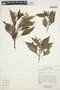 Celosia argentea L., ECUADOR, D. Irvine 1058, F