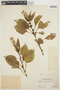 Celosia argentea L., PERU, Ll. Williams 6806, F