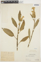 Celosia argentea L., PERU, Ll. Williams 5133, F