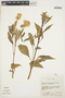 Celosia argentea L., PERU, C. H. Dodson 3032, F