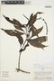 Celosia grandifolia Moq., PERU, A. H. Gentry 25719, F
