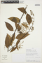 Chamissoa altissima (Jacq.) Kunth, PERU, Rod. Vásquez 22453, F