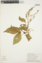Chamissoa altissima (Jacq.) Kunth, PERU, Rod. Vásquez 447, F