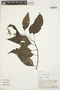 Chamissoa altissima (Jacq.) Kunth, PERU, A. H. Gentry 25683, F