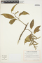 Chamissoa altissima (Jacq.) Kunth, ECUADOR, G. W. Harling 11858, F