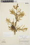 Chamissoa altissima (Jacq.) Kunth, ECUADOR, R. Espinosa 1707, F