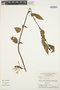 Chamissoa altissima (Jacq.) Kunth, BRAZIL, G. T. Prance 12082, F