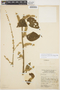 Chamissoa altissima (Jacq.) Kunth, COLOMBIA, R. Scolnik 19An334, F