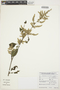 Chamissoa altissima (Jacq.) Kunth, ARGENTINA, C. Saravia Toledo 14361, F