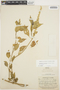 Chamissoa altissima (Jacq.) Kunth, COLOMBIA, E. P. Killip 14818, F