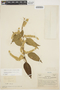 Chamissoa altissima (Jacq.) Kunth, COLOMBIA, A. Dugand G. 944, F
