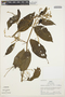 Chamissoa altissima var. altissima, Peru, R. B. Foster 2719, F