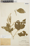 Chamissoa altissima (Jacq.) Kunth, PERU, Ll. Williams 2417, F