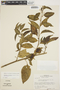 Chamissoa altissima (Jacq.) Kunth, SURINAME, H. S. Irwin 55423, F