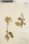 Chamissoa altissima (Jacq.) Kunth, ECUADOR, H. F. A. von Eggers 15060, F