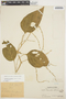 Chamissoa altissima (Jacq.) Kunth, PERU, Ll. Williams 2650, F
