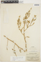 Chamissoa altissima (Jacq.) Kunth, COLOMBIA, E. P. Killip 17765, F