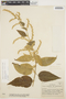 Chamissoa altissima (Jacq.) Kunth, COLOMBIA, A. Dugand G. 326, F