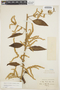 Chamissoa altissima (Jacq.) Kunth, COLOMBIA, F. C. Lehmann 8487, F