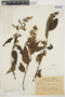 Chamissoa altissima var. rubella Suess., PARAGUAY, P. Jörgensen 4348, F