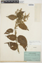 Chamissoa altissima var. rubella Suess., ECUADOR, C. W. T. Penland 194, F