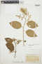 Chamissoa altissima var. rubella Suess., ECUADOR, H. F. A. von Eggers, F